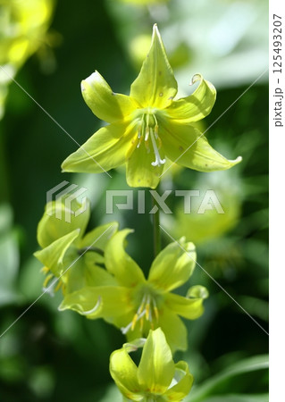 春の妖精 125493207