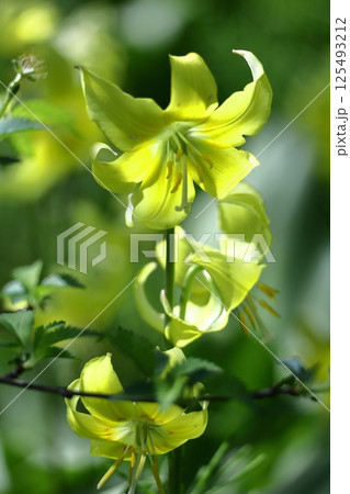 春の妖精 125493212