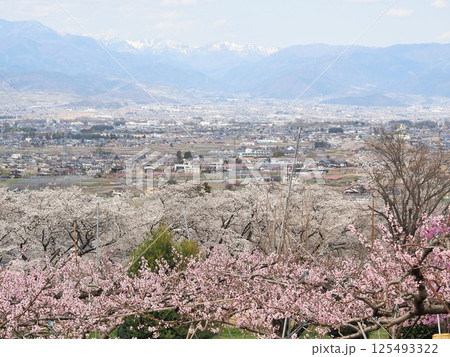 山梨県　桃色に染まる甲府盆地　4月 125493322