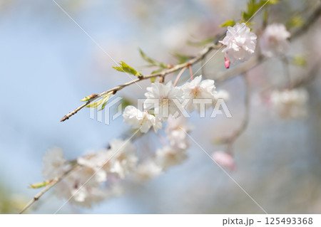 可憐な桜 可憐な桜 125493368
