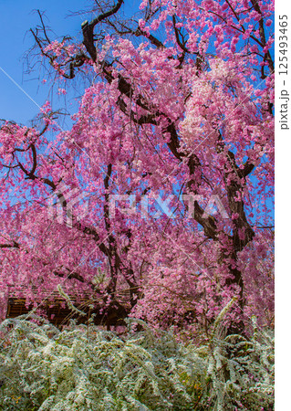 【京都風景】色とりどりの花に囲まれた原谷苑の桜 【京都風景】色とりどりの花に囲まれた原谷苑の桜 125493465