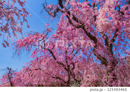 【京都風景】色とりどりの花に囲まれた原谷苑の桜 125493468