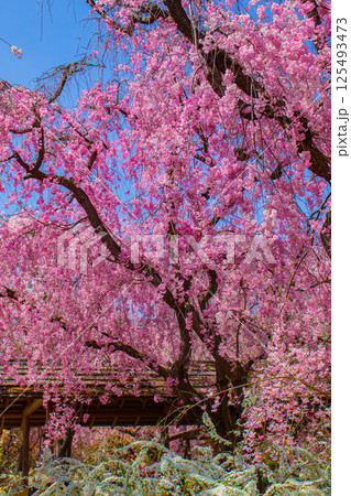 【京都風景】色とりどりの花に囲まれた原谷苑の桜 125493473