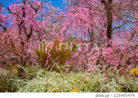 【京都風景】色とりどりの花に囲まれた原谷苑の桜 125493474