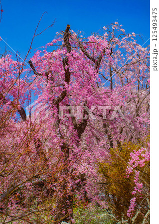 【京都風景】色とりどりの花に囲まれた原谷苑の桜 125493475