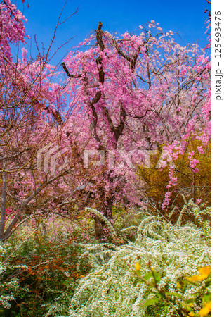 【京都風景】色とりどりの花に囲まれた原谷苑の桜 125493476