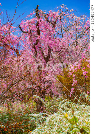 【京都風景】色とりどりの花に囲まれた原谷苑の桜 125493477