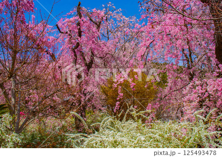 【京都風景】色とりどりの花に囲まれた原谷苑の桜 125493478