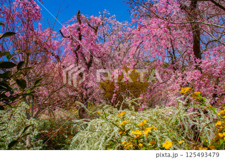 【京都風景】色とりどりの花に囲まれた原谷苑の桜 【京都風景】色とりどりの花に囲まれた原谷苑の桜 125493479