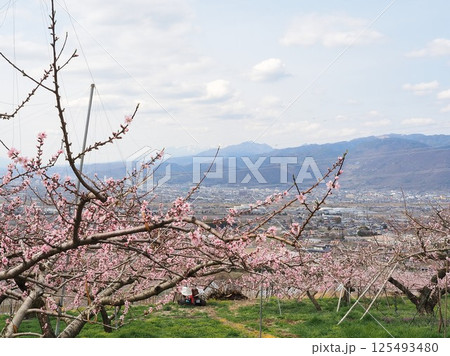 山梨県 桃色に染まる甲府盆地 4月 山梨県 桃色に染まる甲府盆地 4月 125493480