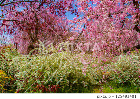 【京都風景】色とりどりの花に囲まれた原谷苑の桜 【京都風景】色とりどりの花に囲まれた原谷苑の桜 125493481