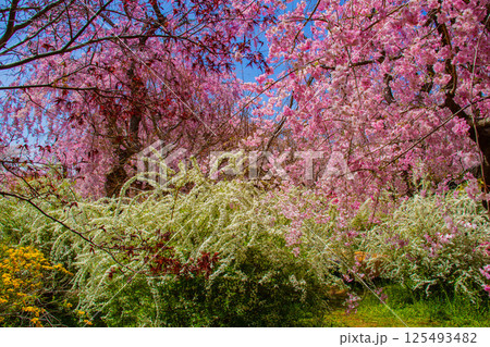 【京都風景】色とりどりの花に囲まれた原谷苑の桜 【京都風景】色とりどりの花に囲まれた原谷苑の桜 125493482