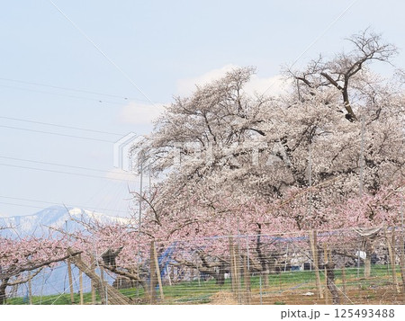 山梨県　満開の甲州蚕影桜　4月 125493488
