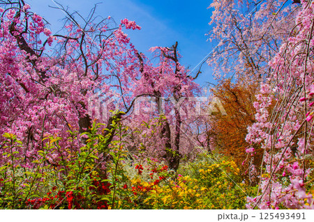 【京都風景】色とりどりの花に囲まれた原谷苑の桜 125493491