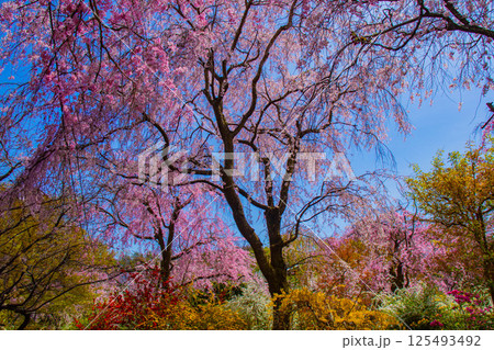 【京都風景】色とりどりの花に囲まれた原谷苑の桜 125493492