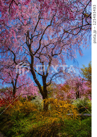 【京都風景】色とりどりの花に囲まれた原谷苑の桜 125493493