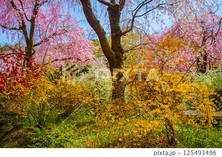【京都風景】色とりどりの花に囲まれた原谷苑の桜 【京都風景】色とりどりの花に囲まれた原谷苑の桜 125493496