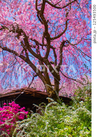 【京都風景】色とりどりの花に囲まれた原谷苑の桜 【京都風景】色とりどりの花に囲まれた原谷苑の桜 125493500