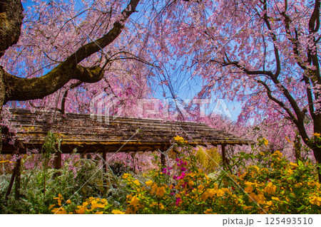 【京都風景】色とりどりの花に囲まれた原谷苑の桜 【京都風景】色とりどりの花に囲まれた原谷苑の桜 125493510