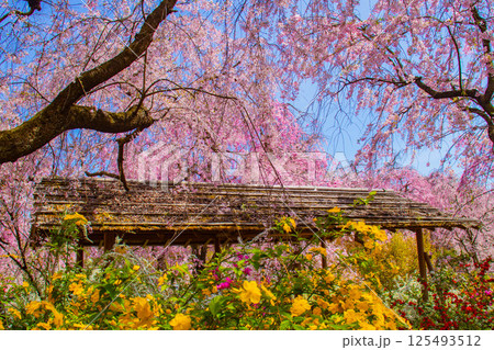 【京都風景】色とりどりの花に囲まれた原谷苑の桜 125493512