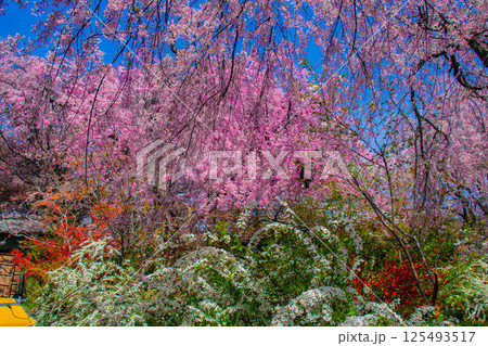 【京都風景】色とりどりの花に囲まれた原谷苑の桜 125493517