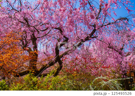 【京都風景】色とりどりの花に囲まれた原谷苑の桜 125493526
