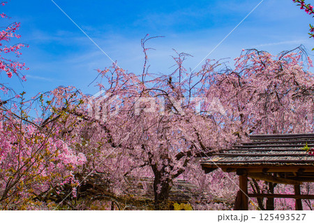 【京都風景】色とりどりの花に囲まれた原谷苑の桜 125493527