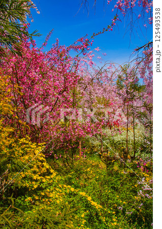 【京都風景】色とりどりの花に囲まれた原谷苑の桜 125493538