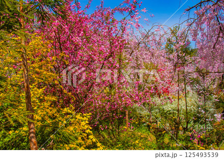【京都風景】色とりどりの花に囲まれた原谷苑の桜 125493539
