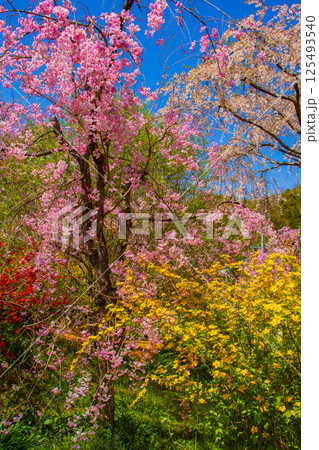 【京都風景】色とりどりの花に囲まれた原谷苑の桜 125493540