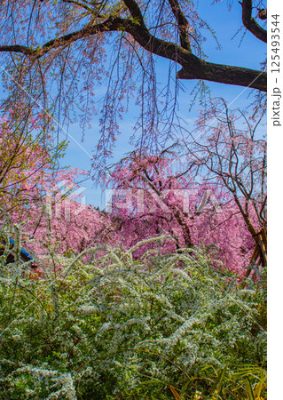 【京都風景】色とりどりの花に囲まれた原谷苑の桜 【京都風景】色とりどりの花に囲まれた原谷苑の桜 125493544