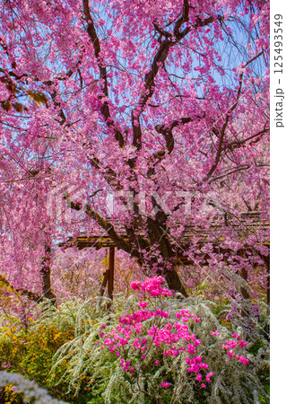 【京都風景】色とりどりの花に囲まれた原谷苑の桜 125493549
