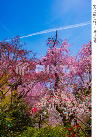【京都風景】色とりどりの花に囲まれた原谷苑の桜 125493554