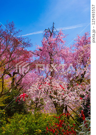 【京都風景】色とりどりの花に囲まれた原谷苑の桜 【京都風景】色とりどりの花に囲まれた原谷苑の桜 125493557