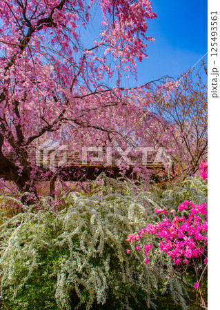 【京都風景】色とりどりの花に囲まれた原谷苑の桜 125493561