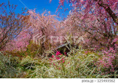 【京都風景】色とりどりの花に囲まれた原谷苑の桜 【京都風景】色とりどりの花に囲まれた原谷苑の桜 125493562