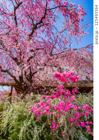 【京都風景】色とりどりの花に囲まれた原谷苑の桜 125493564
