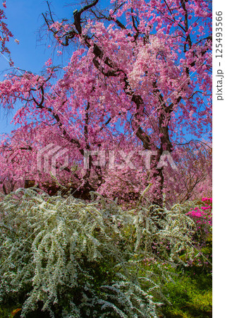 【京都風景】色とりどりの花に囲まれた原谷苑の桜 125493566