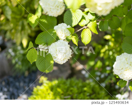 真っ白なアジサイの花 真っ白なアジサイの花 125493634