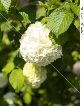 真っ白なアジサイの花 125493635