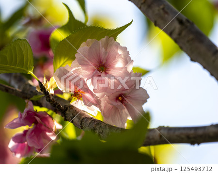 遅咲きの八重桜 125493712