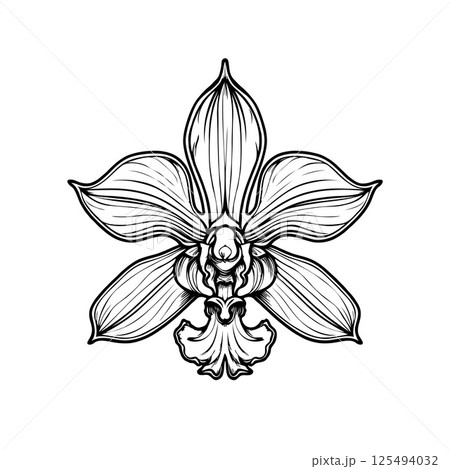 Orchid Cymbidium flower in line art style on white background. Concept of elegance 125494032