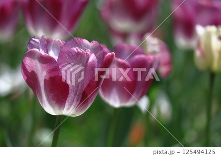 色とりどりに咲き誇る赤白黄色 色とりどりに咲き誇る赤白黄色 125494125