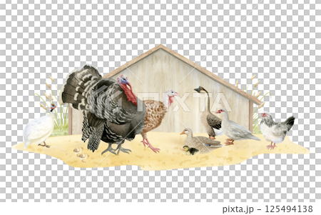 Watercolor farm birds in wooden coop hand drawn illustration isolated on white. Ducks, geese, turkeys, chickens and guinea fowls on sand ground realistic clipart. Fall poultry yard for village designs 125494138