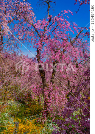 【京都風景】色とりどりの花に囲まれた原谷苑の桜 【京都風景】色とりどりの花に囲まれた原谷苑の桜 125494160