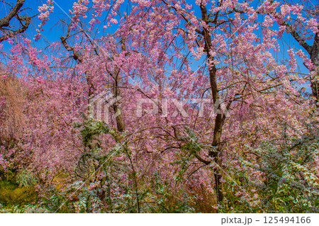【京都風景】色とりどりの花に囲まれた原谷苑の桜 125494166