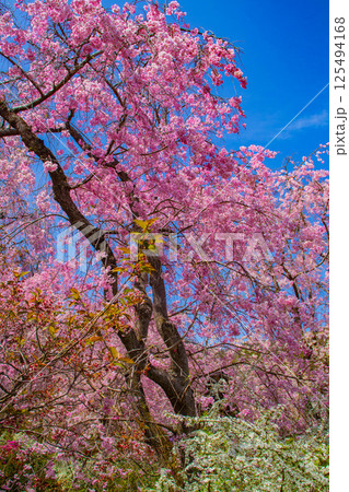 【京都風景】色とりどりの花に囲まれた原谷苑の桜 125494168
