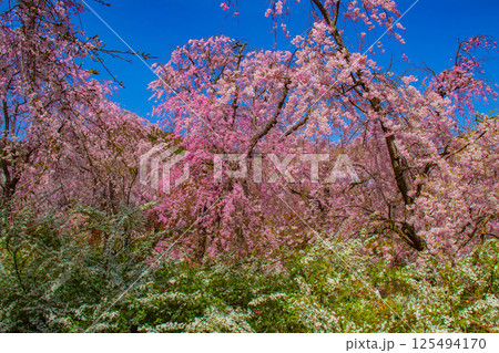 【京都風景】色とりどりの花に囲まれた原谷苑の桜 【京都風景】色とりどりの花に囲まれた原谷苑の桜 125494170