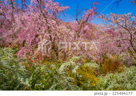 【京都風景】色とりどりの花に囲まれた原谷苑の桜 125494177