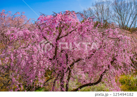 【京都風景】色とりどりの花に囲まれた原谷苑の桜 【京都風景】色とりどりの花に囲まれた原谷苑の桜 125494182